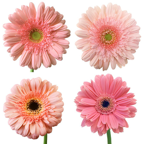 Gerbera Daisy Standard Light Pink Wholesale Flower Blooms