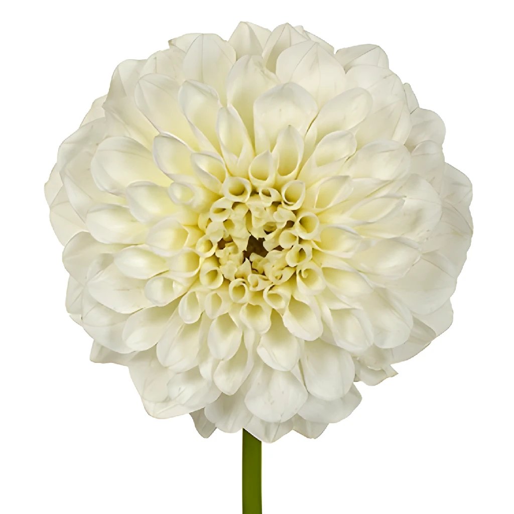 Bone White Dahlia Flower