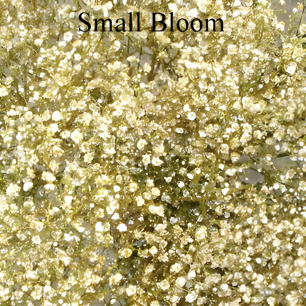 Gold Glitter Airbrushed Baby's Breath