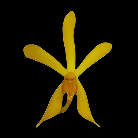 James Storie Yellow Aranthera Orchids