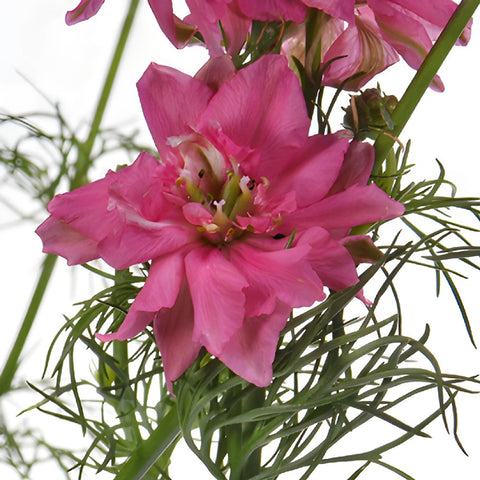 Larkspur Hot Pink Flower