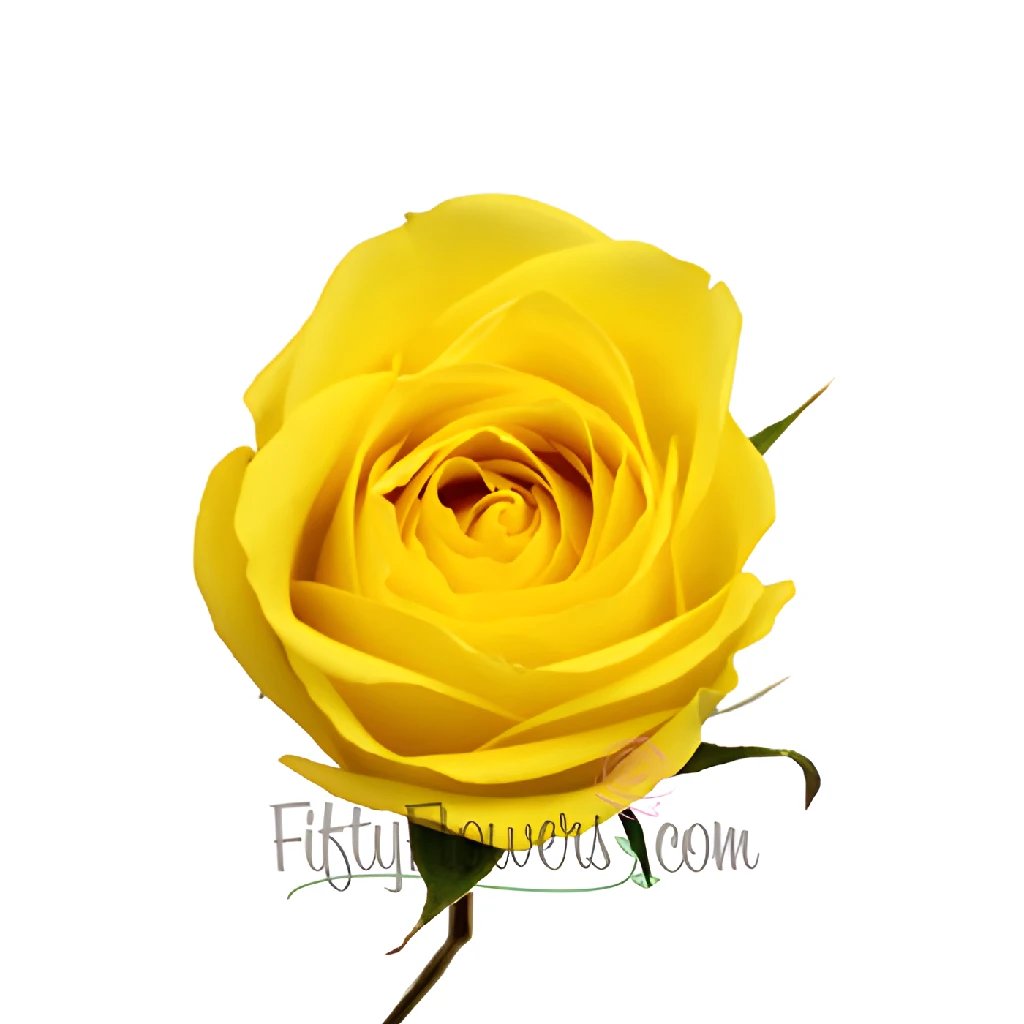 Latina Yellow Rose