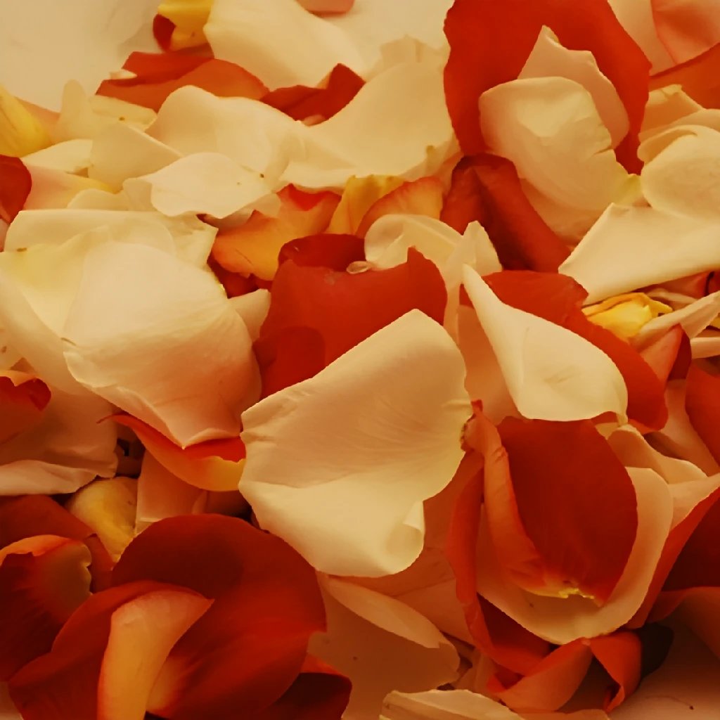 Terracotta Brown Creamsicle Fresh Rose Petals