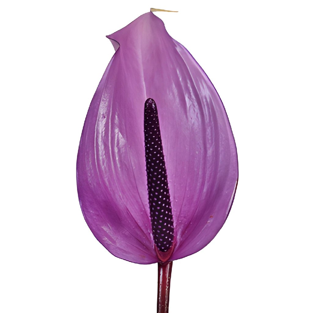 Designer Anthurium Grape Purple Tropical Flower