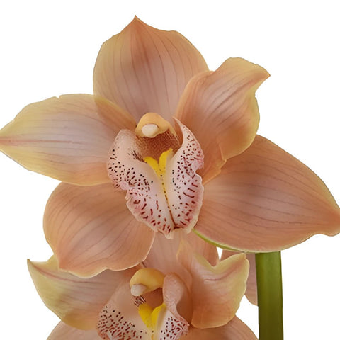 Rose Gold Cymbidium Orchid