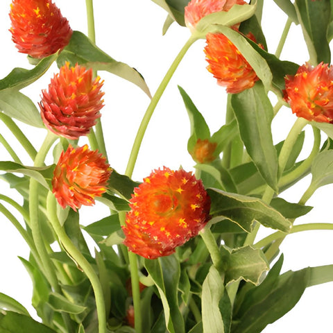 Orange Globosa Gomphrena Bulk Flower