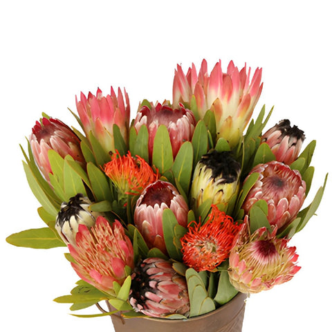 Farm Assorted Protea Variety Pack