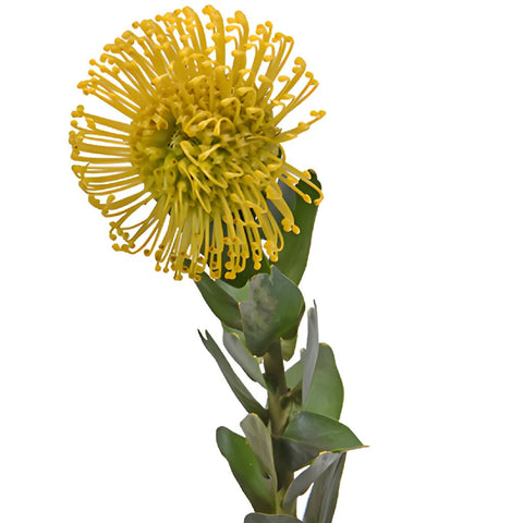 Protea Yellow Pin Cushion Flower