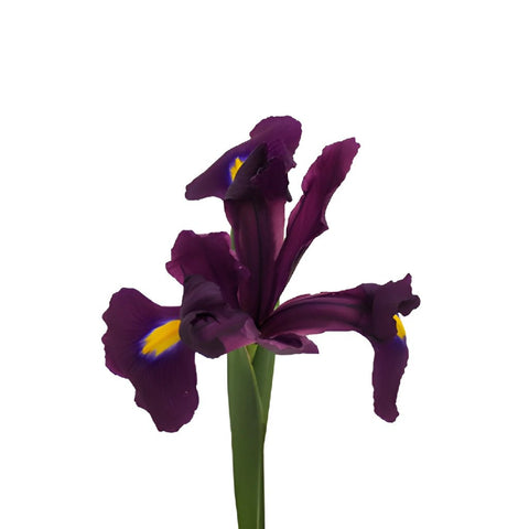 Iris Purple Fresh Flowers