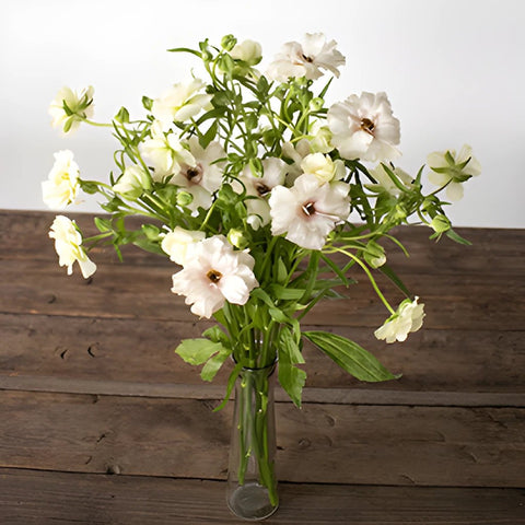 Ariadne Light Blush Ranunculus Wholesale Flower In a vase