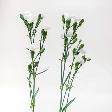 Solomio White Flower Stem