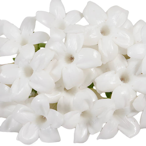 Bulk Stephanotis White Flower