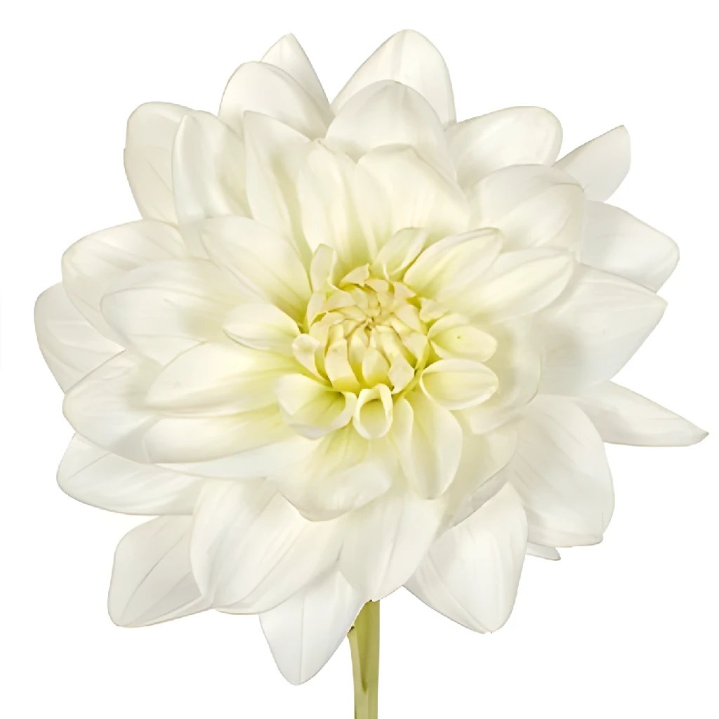 Elegant Creamy White Dahlia Flower