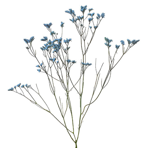 Capri Blue Limonium Airbrushed Filler Flowers