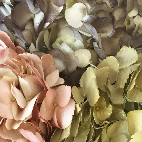 Antique Earth Airbrushed Hydrangeas Up Close