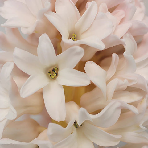 Hyacinth Blush Flower Winter to Spring