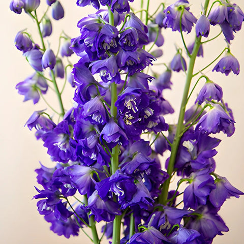Delphinium Asia Elatum Purple Blue Wholesale Flower Up close