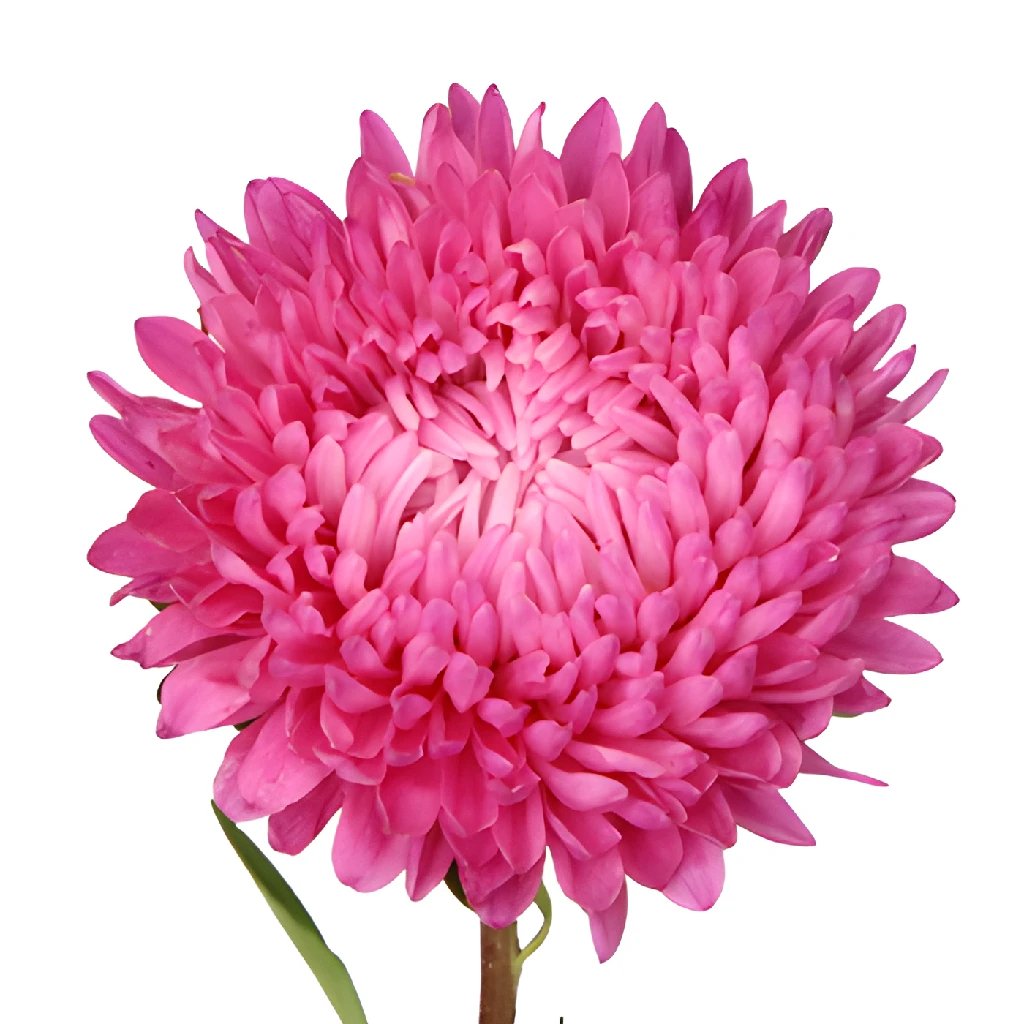 Beauty Aster Vibrant Pink Flower