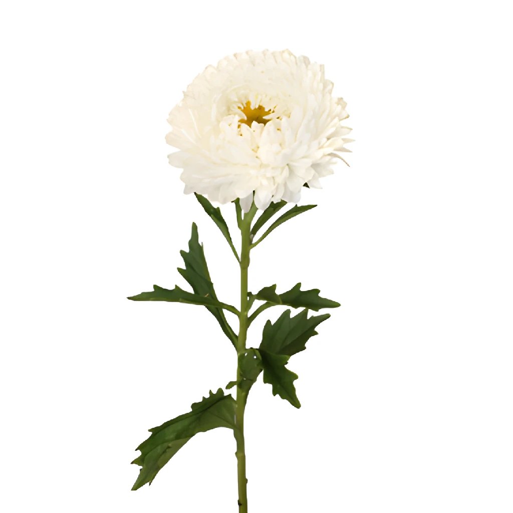 Beauty Asters White Wedding Flower