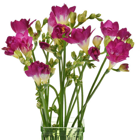 Berry Pink Freesia Flower Bunch in Vase
