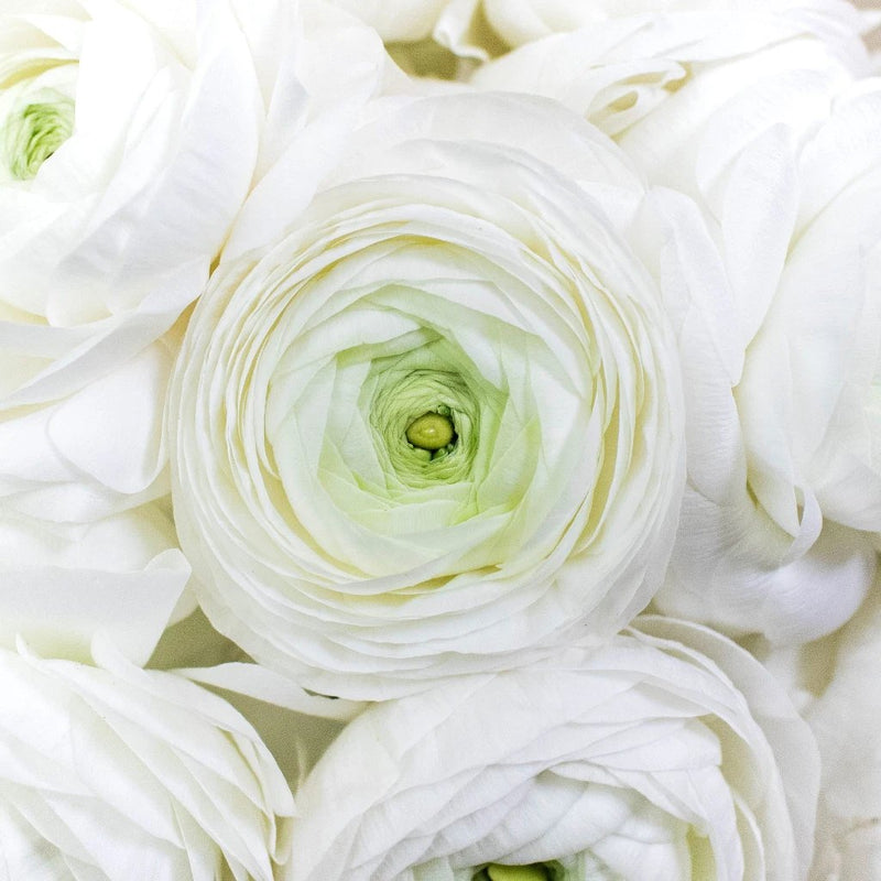 White ranunculus wholesale flowers close up