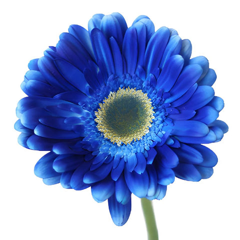 Gerbera Daisy Blue Enhanced Wholesale Flower Up close