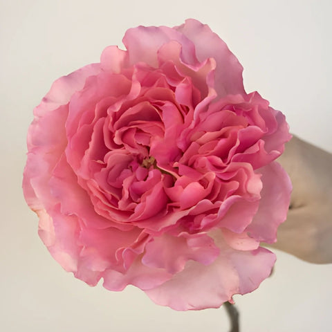 Blush Pink Garden Rose Stem