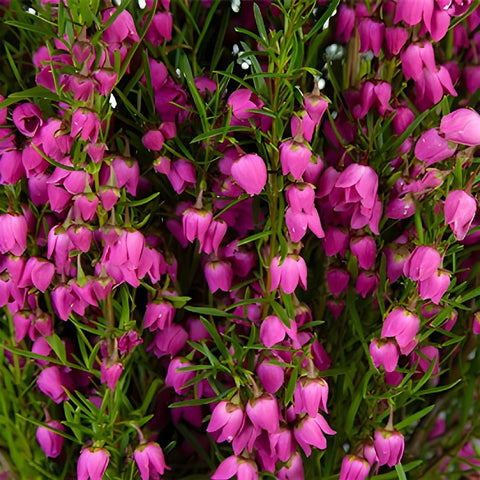 Boronia Heather Flower Bright Pink
