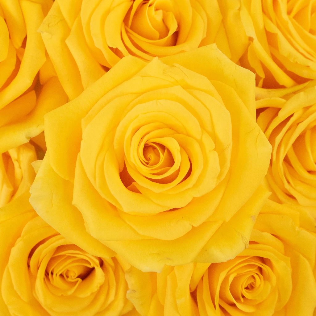 Wholesale Valentines Bright Yellow Rose Special ᐉ bulk Valentines Bright Yellow  Rose Special online in FiftyFlowers