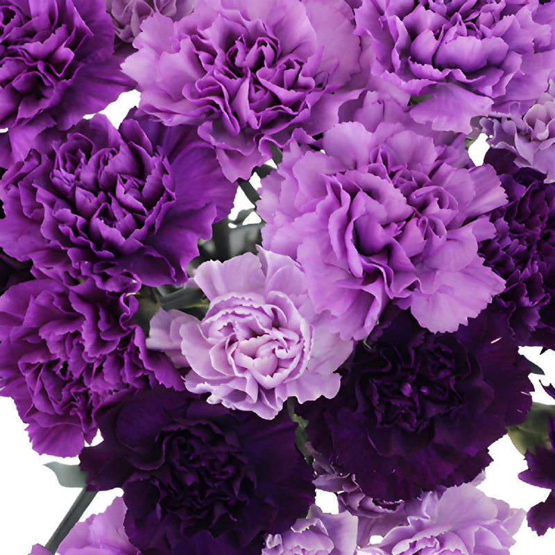 Purple Carnations Close up