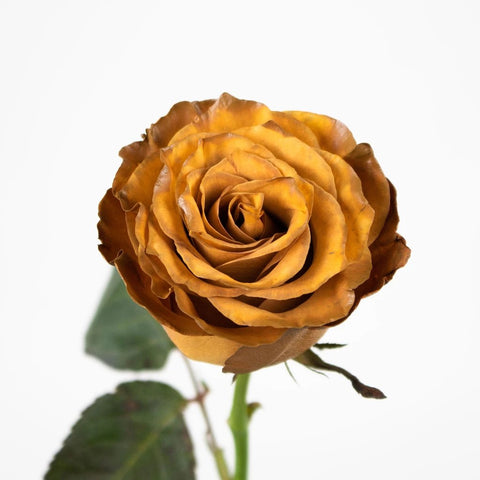 Caramel Machiatto Tinted Rose Flower Stem