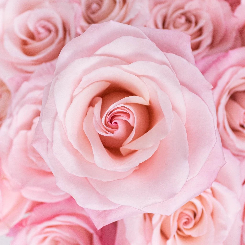 Wholesale Cielo Light Pink Bulk Rose ᐉ bulk Cielo Light Pink Bulk ...
