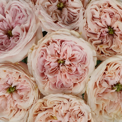 Cozy Cottage Pink Roses up close