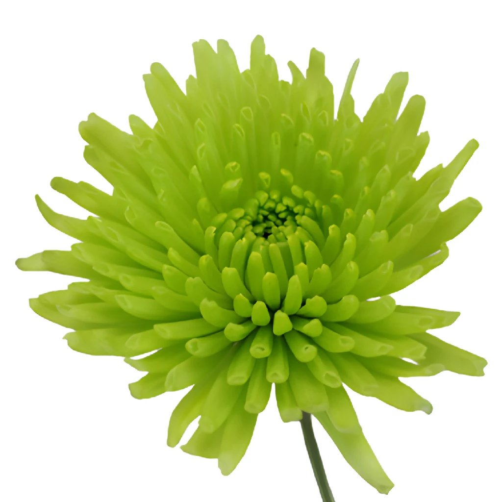 Granny Smith Green Pom Flower