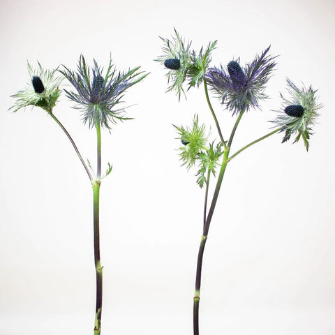 Deep Blue Thistle Wholesale Flower Stem