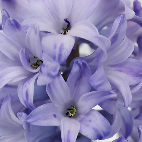 Hyacinth Lavender Flower May to December