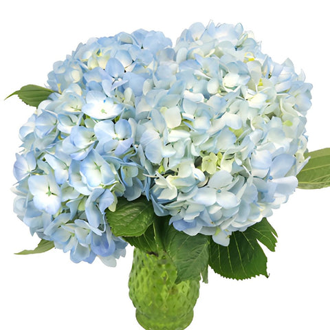 Hydrangea Blue and White Express Delivery Wholesale Flowers in a Bunch
