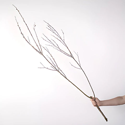 French Pussy Willow Branches In a Hand