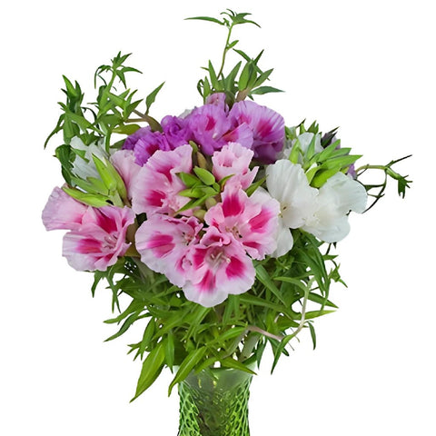 Assorted Godetia Flowers