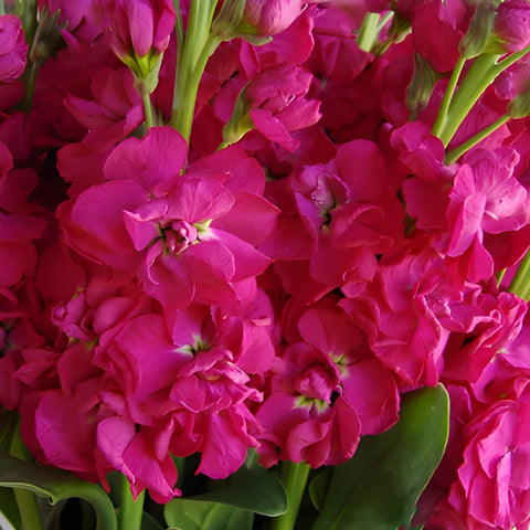 Hot Pink Stock Wholesale Flower Upclose