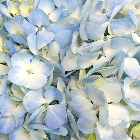 Hydrangea Blue and White Express Delivery Flowers Up Close