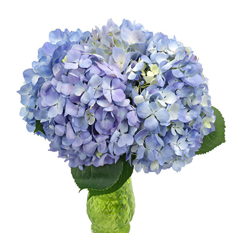 Hues of Lavender Hydrangea Wholesale Flower In a vase