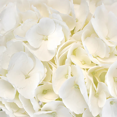 Hydrangea Ivory White Flower Express Delivery Up Close