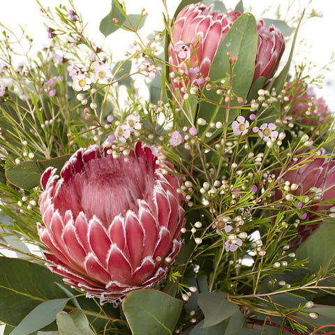 Impressive Protea Combo DIY Flower Kit Up Close