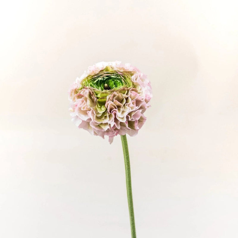 Light Pink Pon Pon Ranunculus Flower Stem