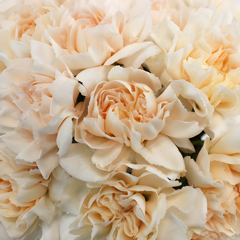 Lizzy Peachy Pink Champagne Wholesale Carnations Up close