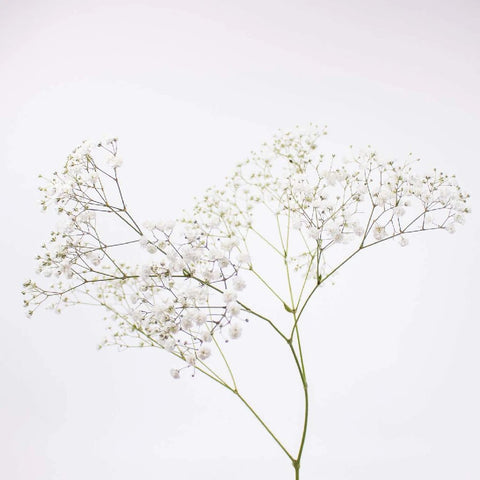 Baby's Breath White Wholesale Flower Bunch in a hand