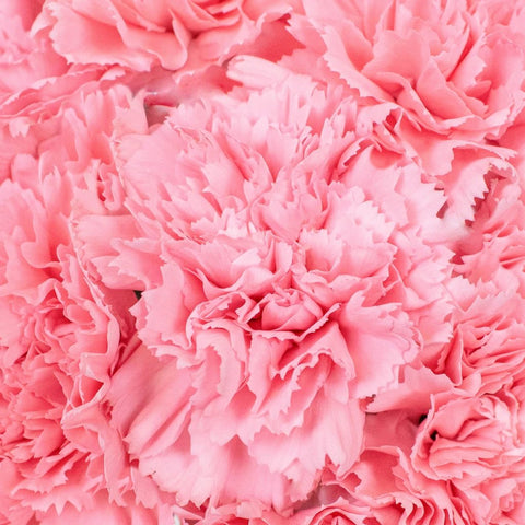 Pink Carnation Flower Up Close