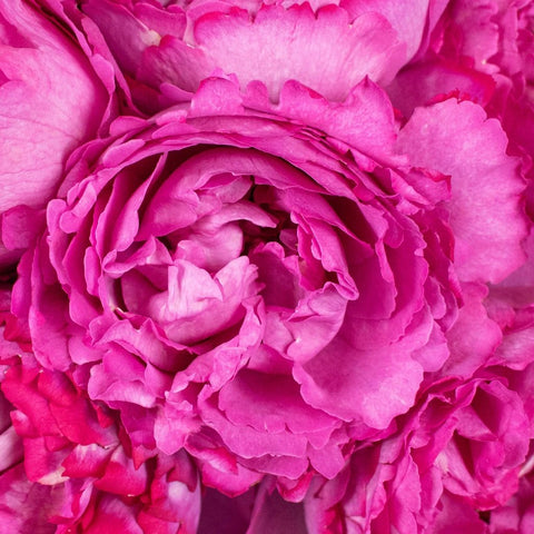 Yves Piaget Peony Roses Up Close