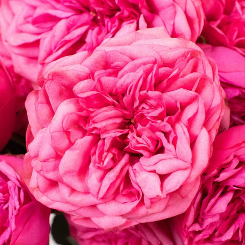 Pink Piano Peony Spray Roses Up Close